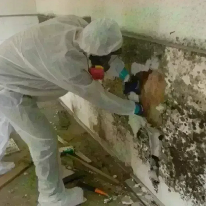 Mold Remediation and Removal in Van Zandt County, TX